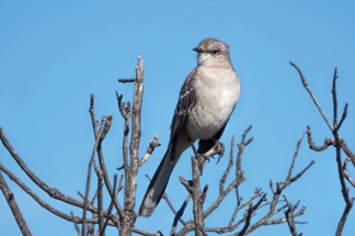 Northern Mockingbird