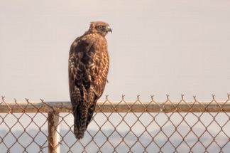 Northern Harrier