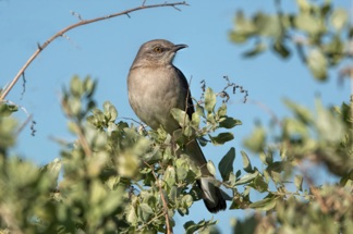 Northern Mockingbird