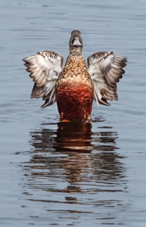 Northern Shoveler