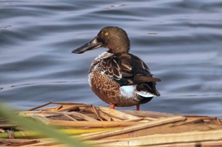 Northern Shoveler