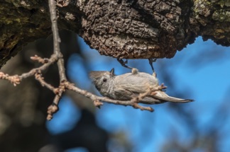 Oak Titmouse