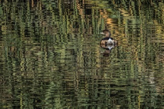 Pied Billed Grebe
