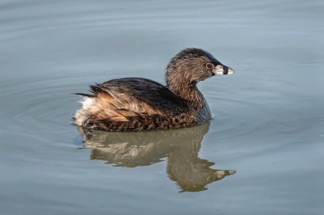 Pied Billed Grebe