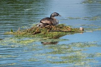 Pied Billed Grebe