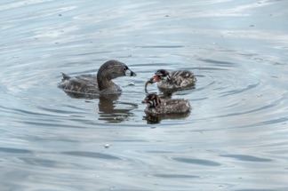 Pied Billed Grebe