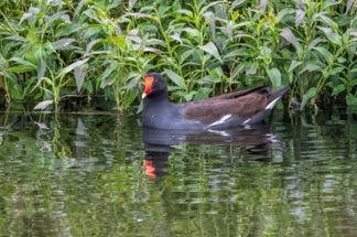 Common Gallinule