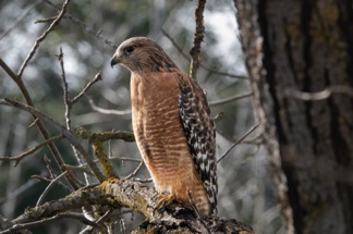 Red Shouldered Hawk