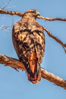 Red Tailed Hawk