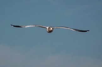 Ring Billed Gull