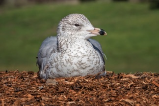 Ring Billed Gull