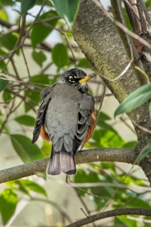 American Robin