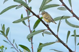 Ruby Crowned Kinglet