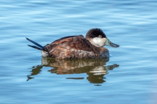 Ruddy Duck