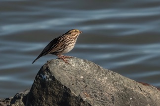 Savannah Sparrow