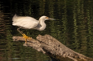 Snowy Egret