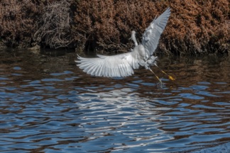 Snowy Egret