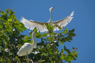 Snowy Egret