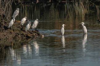 Snowy Egret