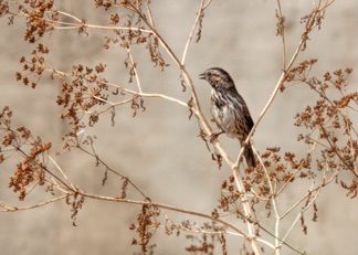 Song Sparrow