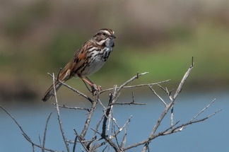 Song Sparrow