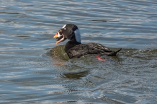 Surf Scoter