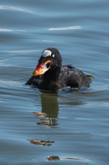 Surf Scoter