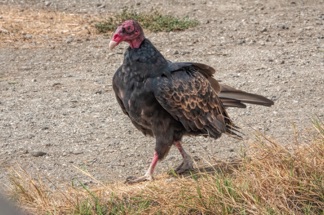 Turkey Vulture