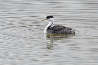 Western Grebe