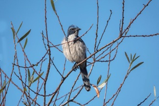 Western Scrub Jay