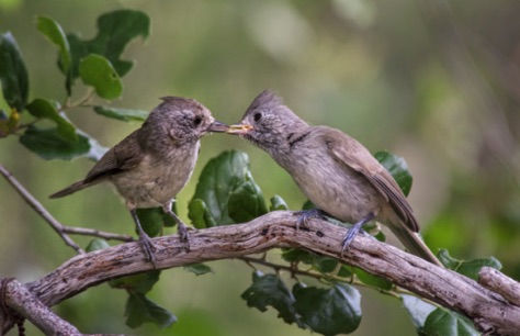 Mother feeding juvenile