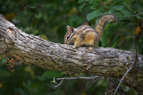 Merriam's Chipmunk • Neotamias merriami