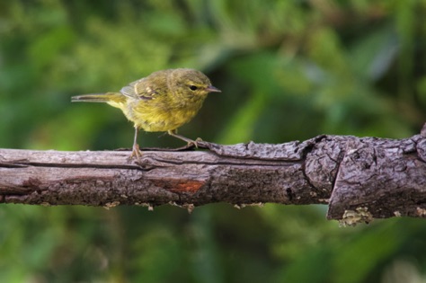 Orange-Crowned Warbler • Oreothlypsis celata