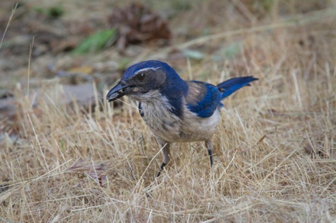 Western Scrub Jay • Aphelocoma californica