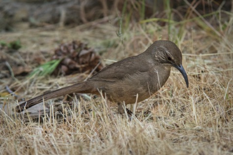 California Thrasher • Toxostoma redivivum