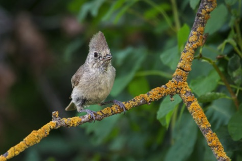 Oak Titmouse • Baeolophus inornatus