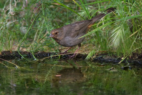 California Towhee • Melozone crissalis