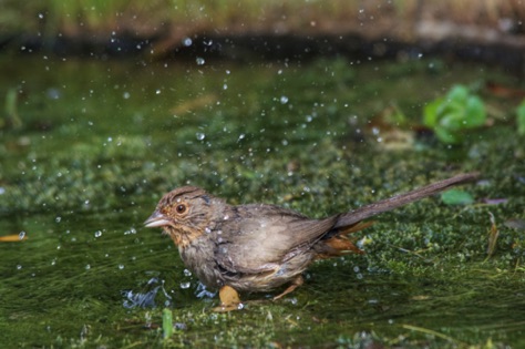 Splashing in the pond