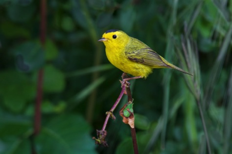 Wilson's Warbler • Cardellina pusilla