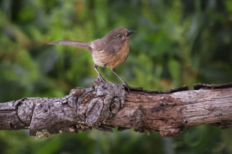 Wrentit • Chamaea fasciata