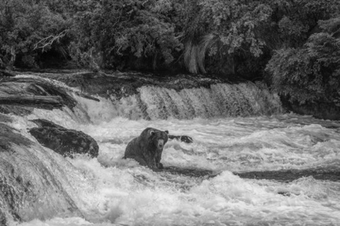 Coastal Brown Bear