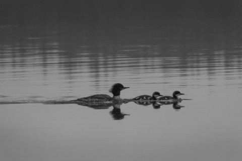 Mergansers