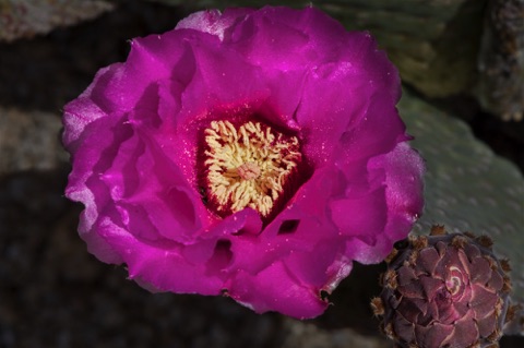 Beaver Tail Cactus * Opuntia basilaris