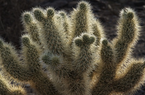 Teddy Bear Cholla • Cylindropuntia bigelovii