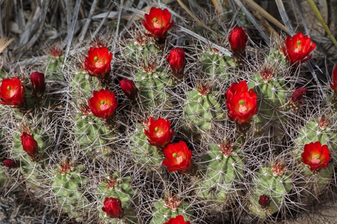 Mojave Mound Cactus • Echinocereus triglochidiatus