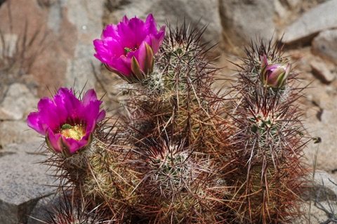 Hedge Hog Cactus • Echinocereus engelmannii
