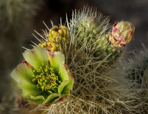 Teddy Bear Cholla • Cylindropuntia bigelovii