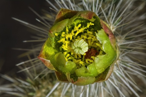 Teddy Bear Cholla • Cylindropuntia bigelovii
