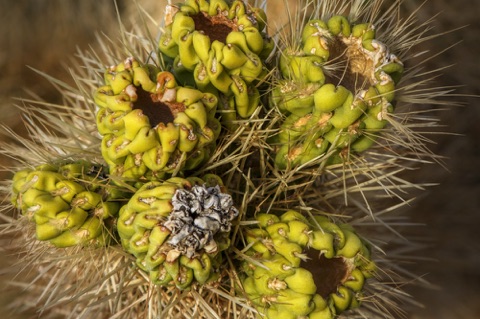 Teddy Bear Cholla • Cylindropuntia bigelovii