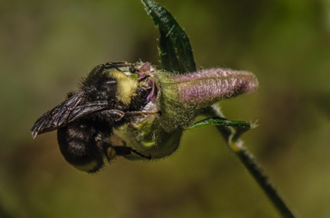 Bee on California Larkspur • California Larkspur • Delphinium californicum